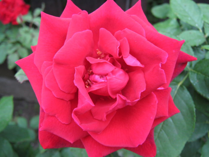 Picture My plants 4156