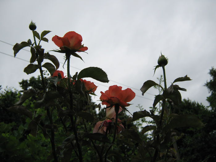 Picture My plants 4161