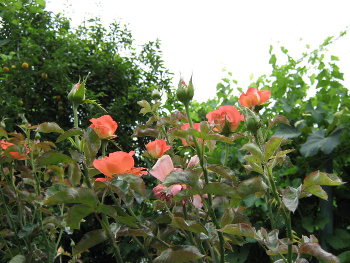 Picture My plants 4162