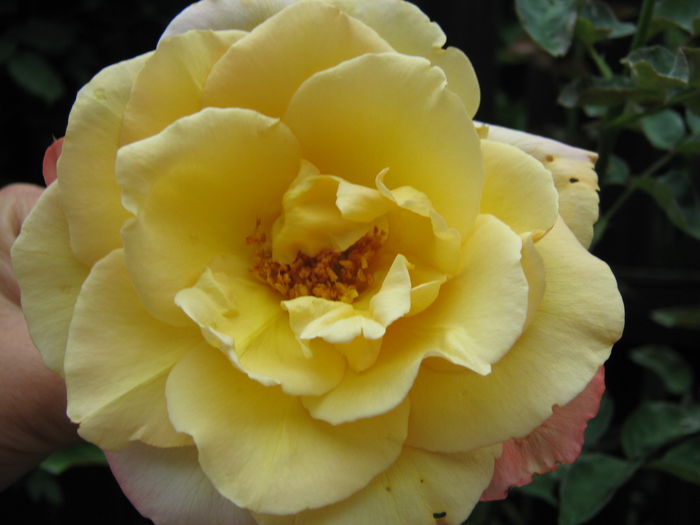 Picture My plants 4164