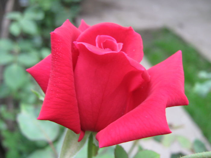 Picture My plants 4166