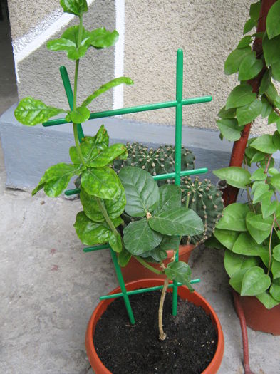Picture My plants 4175 - Jasminum Duke of Tuscany