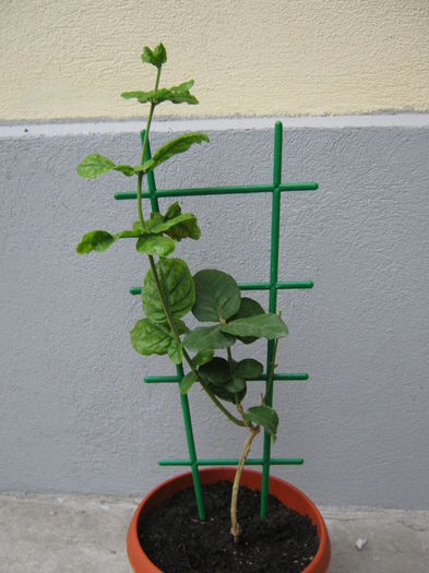 Picture My plants 4177 - Jasminum Duke of Tuscany