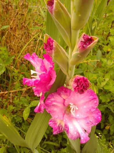 Fotografie0026 - AAAA_GLADIOLE 2015_2017_2018_2019