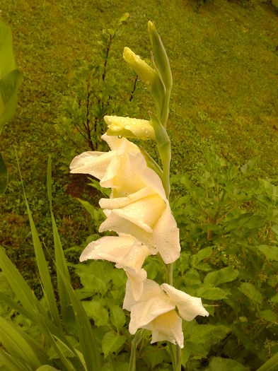 Fotografie0034 - AAAA_GLADIOLE 2015_2017_2018_2019