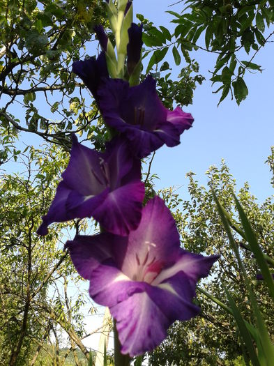 Fotografie0050 - AAAA_GLADIOLE 2015_2017_2018_2019