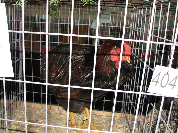 Expozitia Nationala Breaza 2010 205