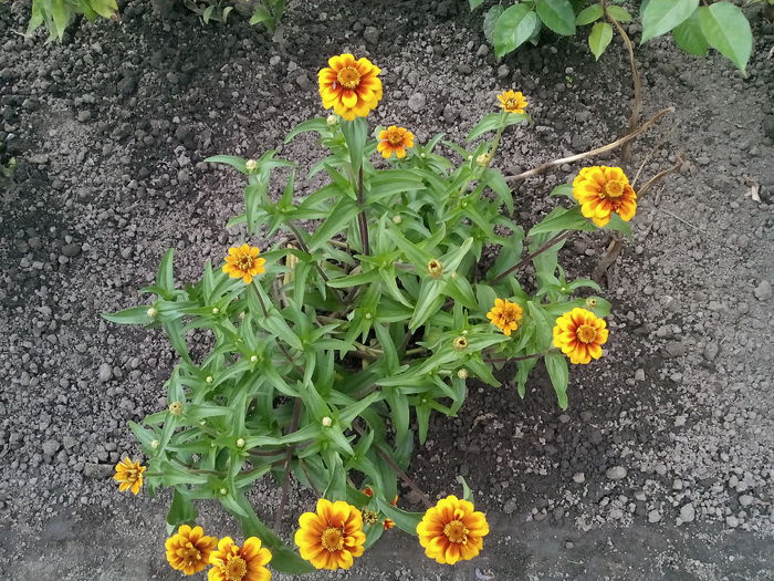  - 2015 Flori in  gradina