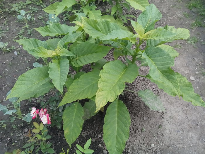 Brugmansia - 2015 Flori in  gradina