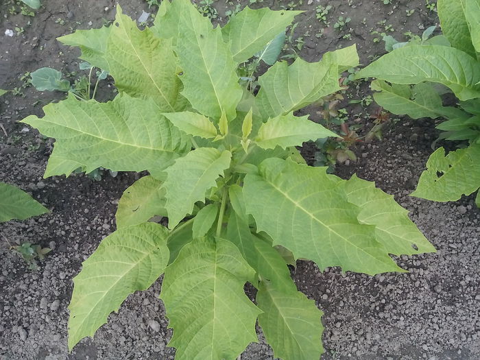 Brugmansia - 2015 Flori in  gradina