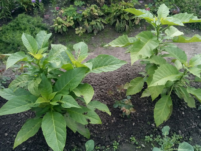 Brugmansia - 2015 Flori in  gradina