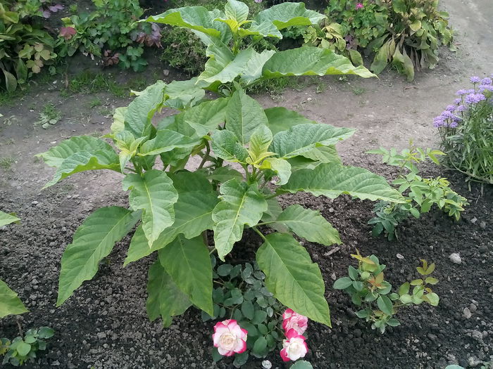 Brugmansia - 2015 Flori in  gradina