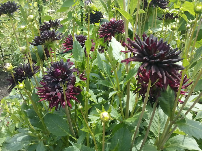  - 2015 Flori in  gradina