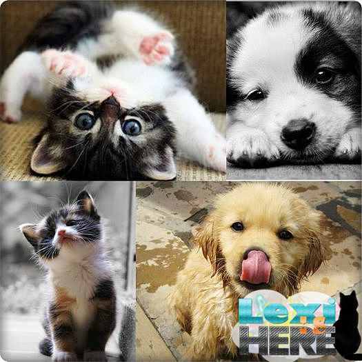 Am o catelusa si cateva pisicute(my babies) :X - II About Me II