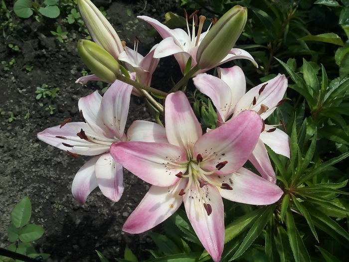 IMG_20150710_133040 - 2015 Crini