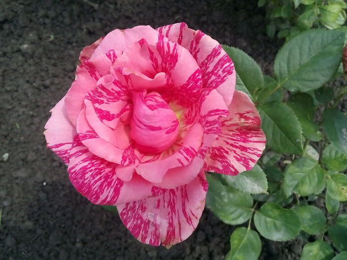 Pink Intuition - 2015 Trandafiri I