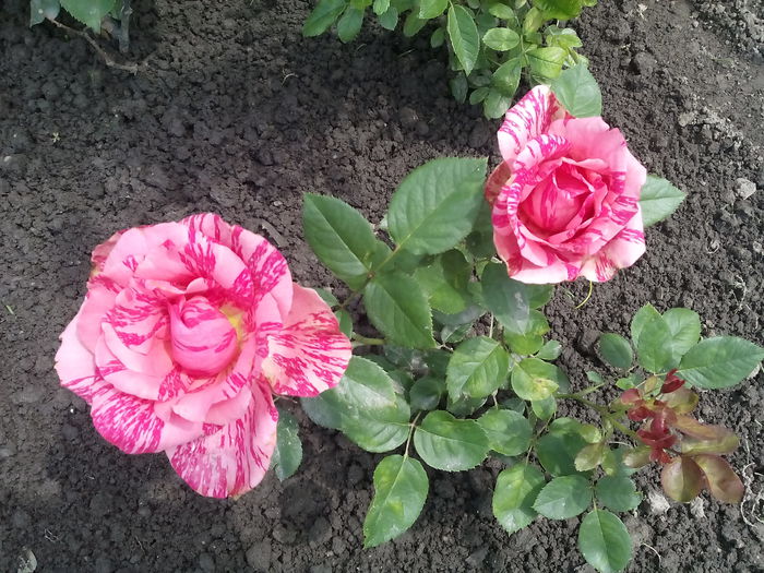 Pink Intuition - 2015 Trandafiri I