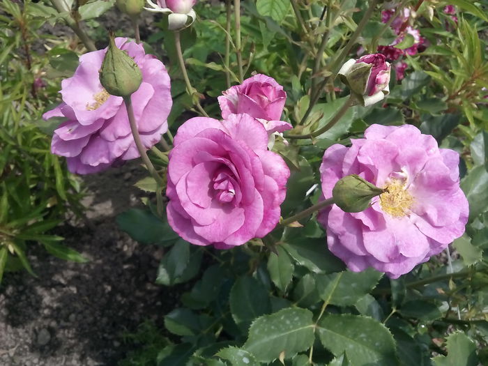 VIOLETTE PARFUMEE - 2015 Trandafiri I