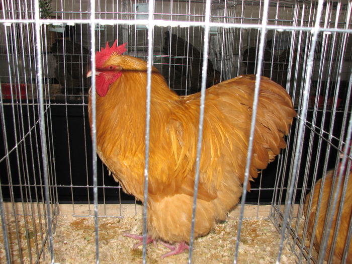 Expozitia Nationala Breaza 2010 208