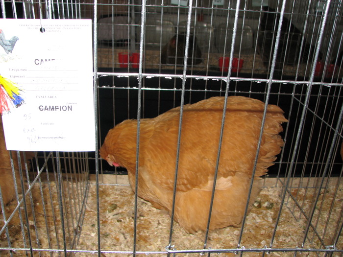 Expozitia Nationala Breaza 2010 210