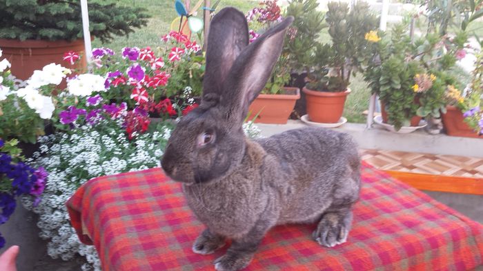 mascul 6 luni  6.3 kg p.p.