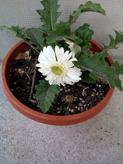Gerbera - Vara 2015