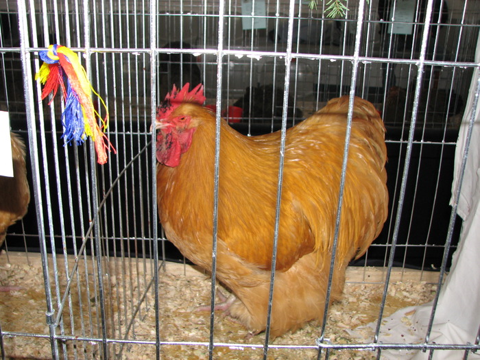 Expozitia Nationala Breaza 2010 211