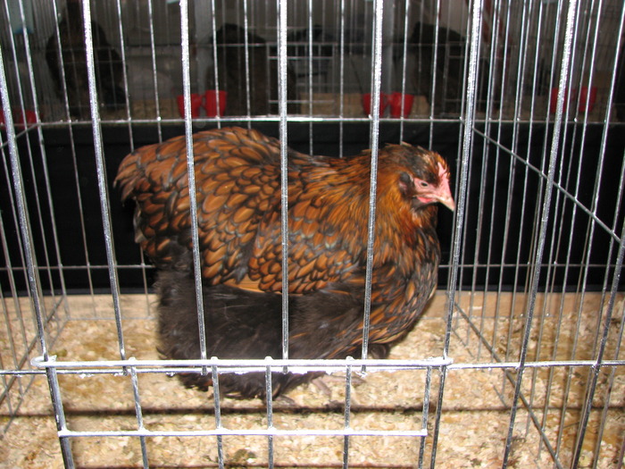 Expozitia Nationala Breaza 2010 212