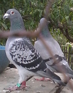 IMG_201507191_052244 - porumbei voiajori