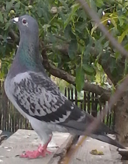 IMG_201507191_051948 - porumbei voiajori