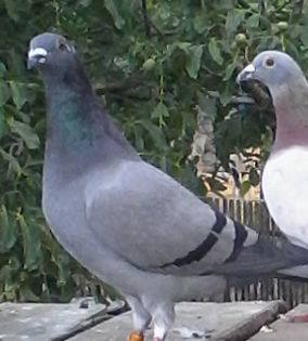 IMG_201507191_052712 - porumbei voiajori