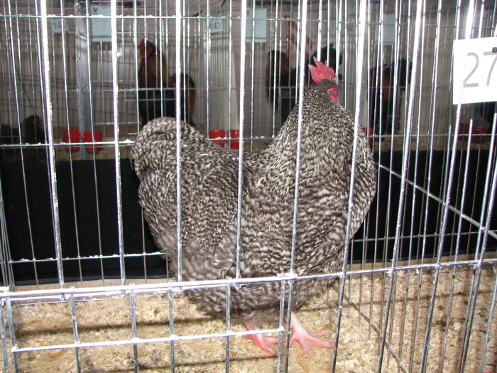 Expozitia Nationala Breaza 2010 215