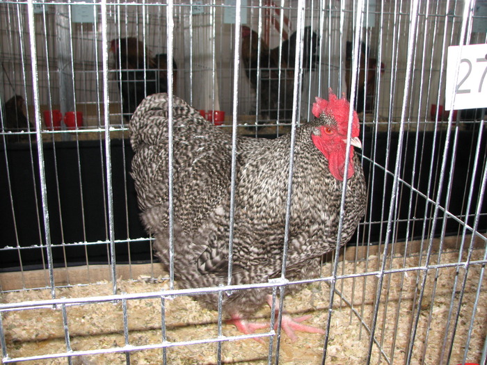 Expozitia Nationala Breaza 2010 216