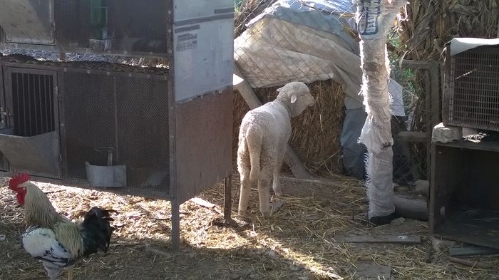 WP_20150506_18_37_25_Pro oaia lola, aproape 3 luni