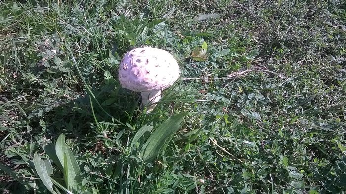 WP_20140928_14_52_33_Pro ciuperci (1)