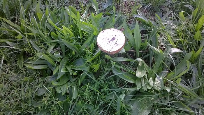 WP_20140928_14_52_33_Pro ciuperci (2)