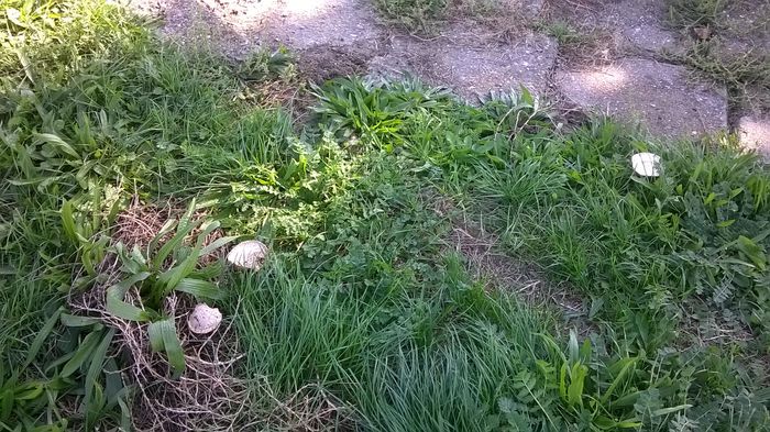 WP_20140928_14_52_33_Pro ciuperci (3)