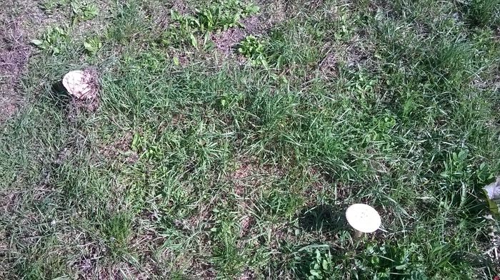 WP_20140928_14_58_00_Pro