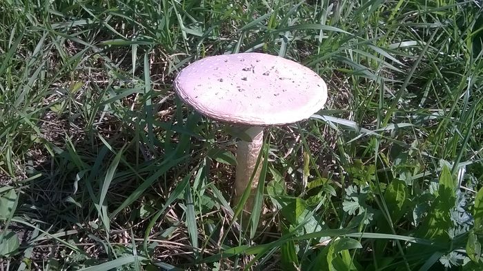 WP_20140928_14_58_04_Pro