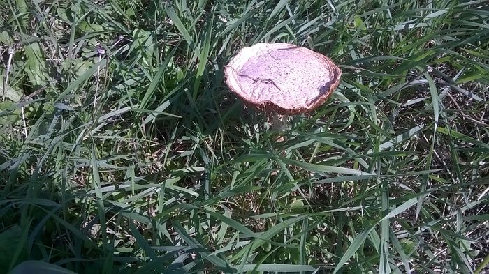 WP_20140928_14_58_13_Pro