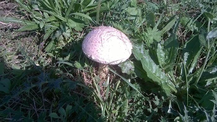 WP_20140928_14_58_43_Pro