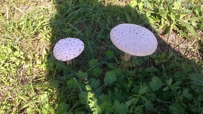 WP_20140928_14_58_52_Pro