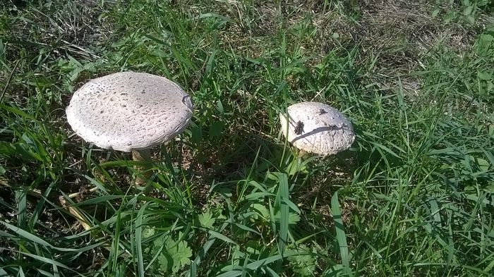 WP_20140928_14_58_58_Pro