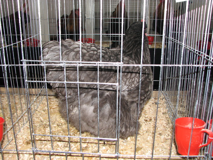 Expozitia Nationala Breaza 2010 218