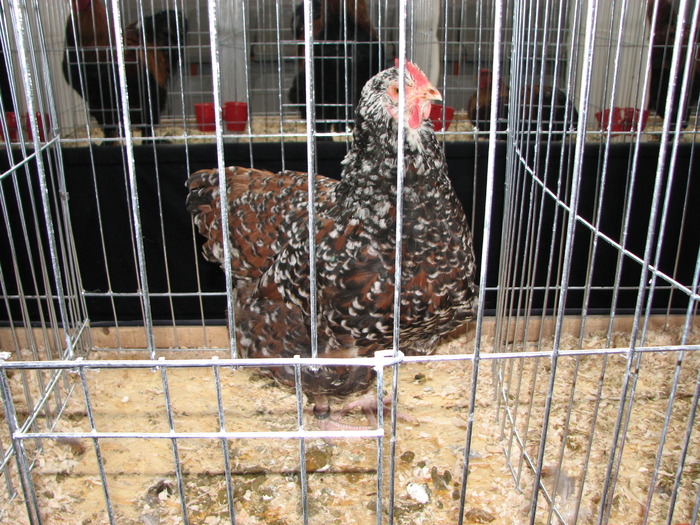 Expozitia Nationala Breaza 2010 220