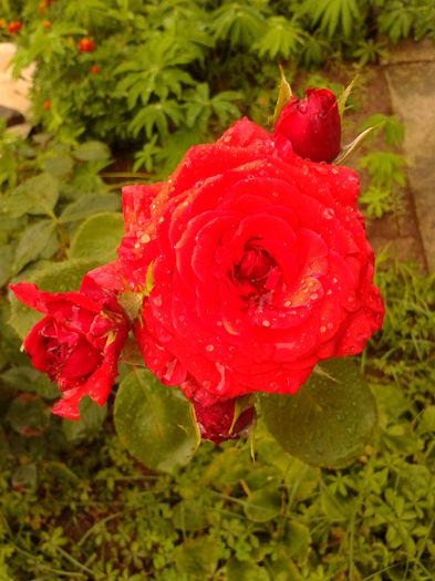 Fotografie0023 - AAAAA_R_TRANDAFIRI 2015_2017