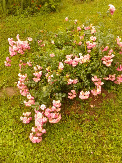 Fotografie0036 - AAAAA_R_TRANDAFIRI 2015_2017