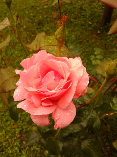 Fotografie0043 - AAAAA_R_TRANDAFIRI 2015_2017