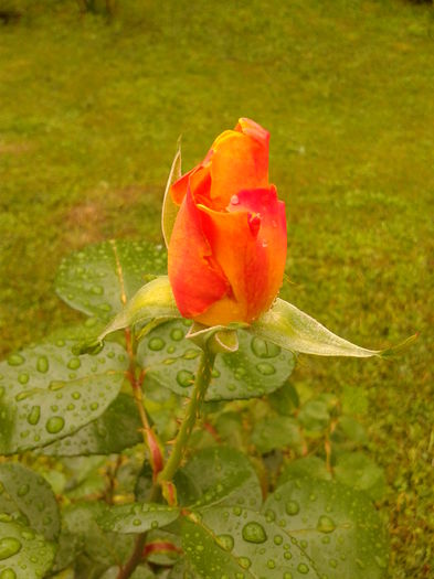 Fotografie0045 - AAAAA_R_TRANDAFIRI 2015_2017