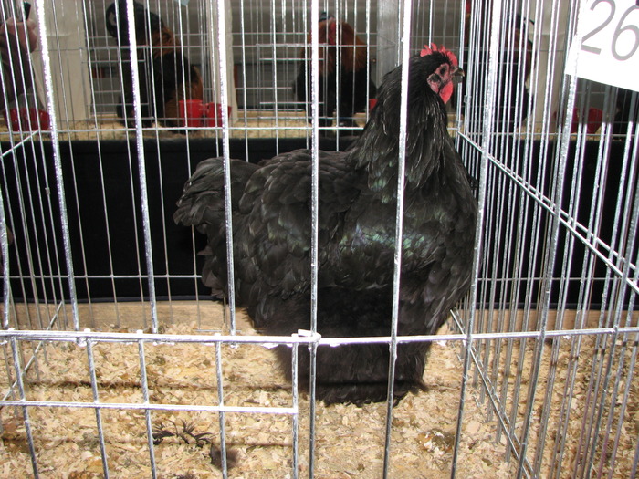 Expozitia Nationala Breaza 2010 223